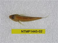 藏品(恆春吻鰕虎)的圖片